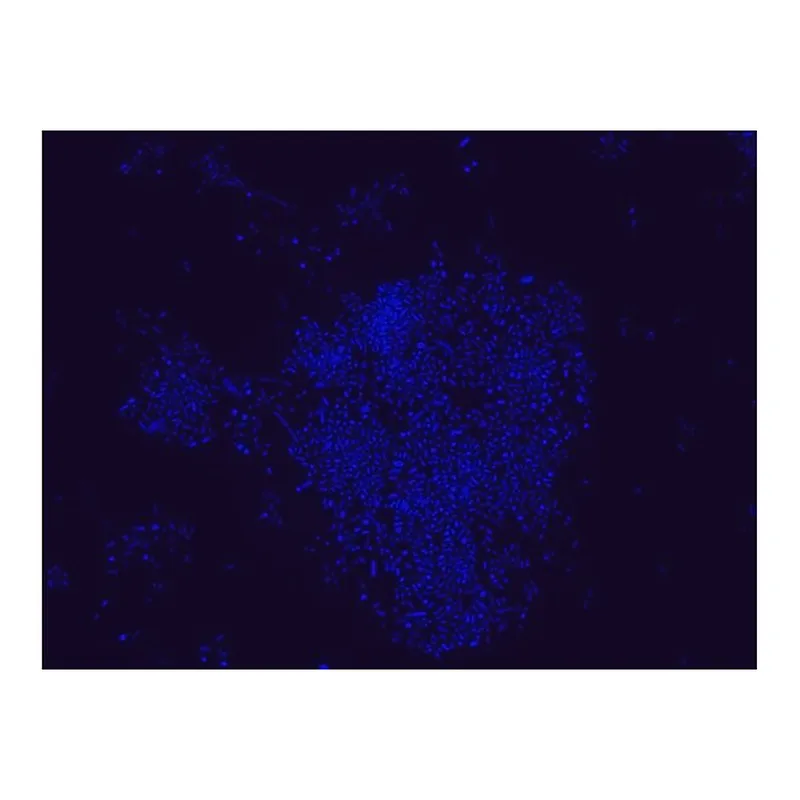 Merck Akkermansia muciniphila FISH probe - Cy3