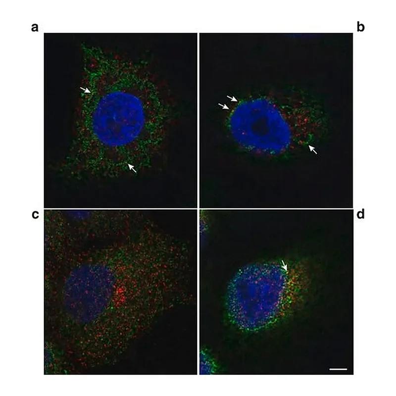 Merck Anti-Protein Disulfide Isomerase (MD-12) antibody produced in rabbit