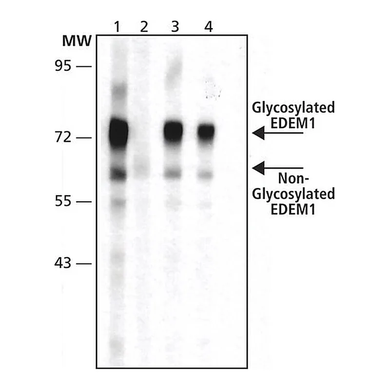 Merck Anti-EDEM1 antibody produced in rabbit