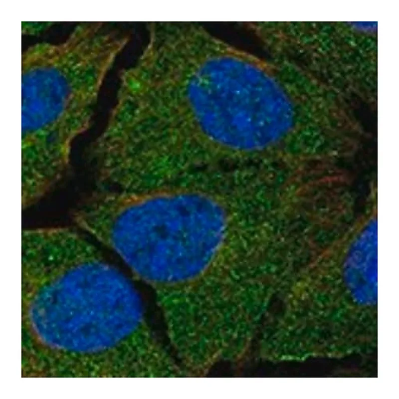 Merck Anti-TGFB1 antibody produced in rabbit