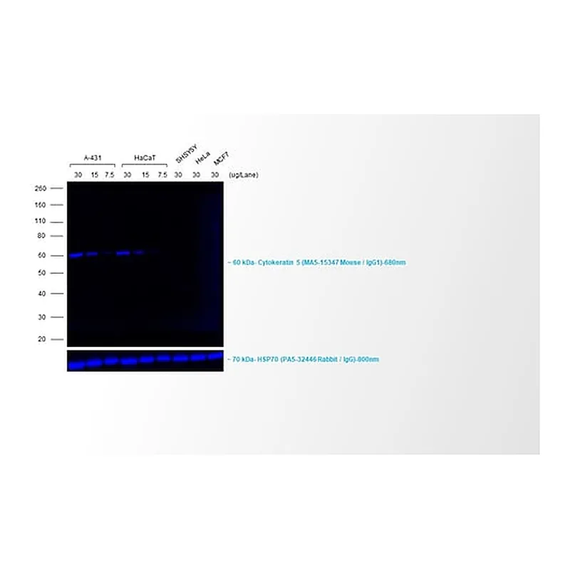 Thermo Fisher Scientific Rabbit anti-Mouse IgG (H+L) Cross-Adsorbed Secondary Antibody, Alexa Fluor 680
