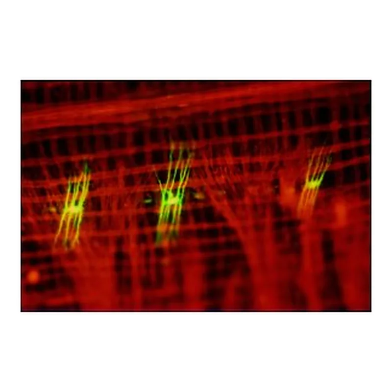 Merck TRITC CONJUGATE-GOAT ANTI-MOUSE IGG