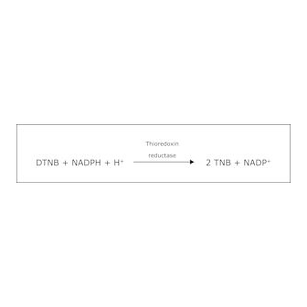 Merck THIOREDOXIN REDUCTASE FROM RAT LIVER&