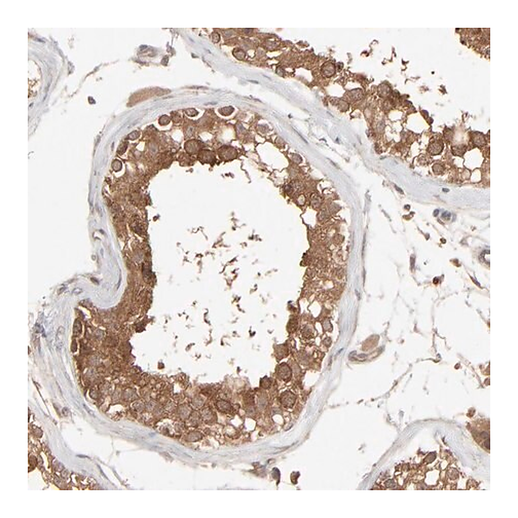 Merck Anti-SCFD1 antibody produced in rabbit