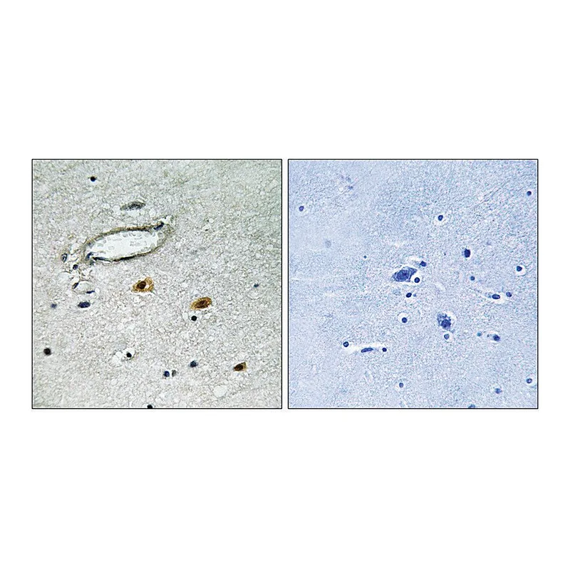 Merck Anti-HSP27 antibody produced in rabbit