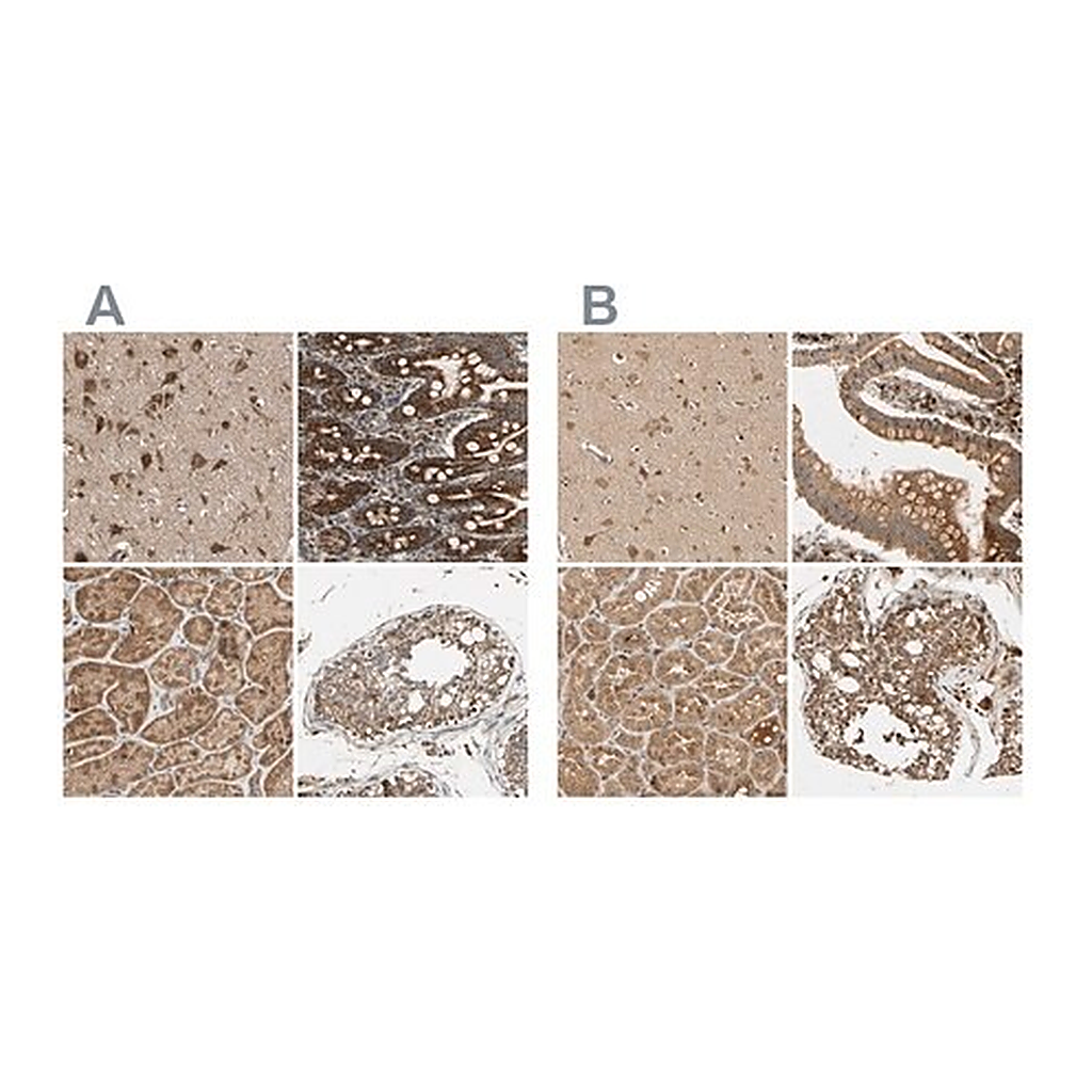 Merck Anti-MRPS22 antibody produced in rabbit