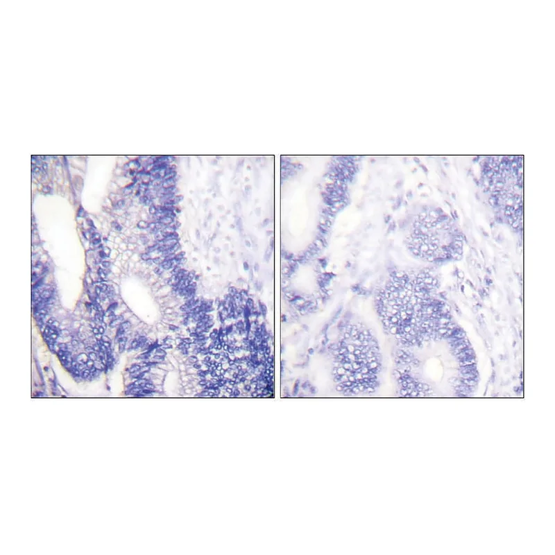 Merck Anti-Claudin 3 antibody produced in rabbit