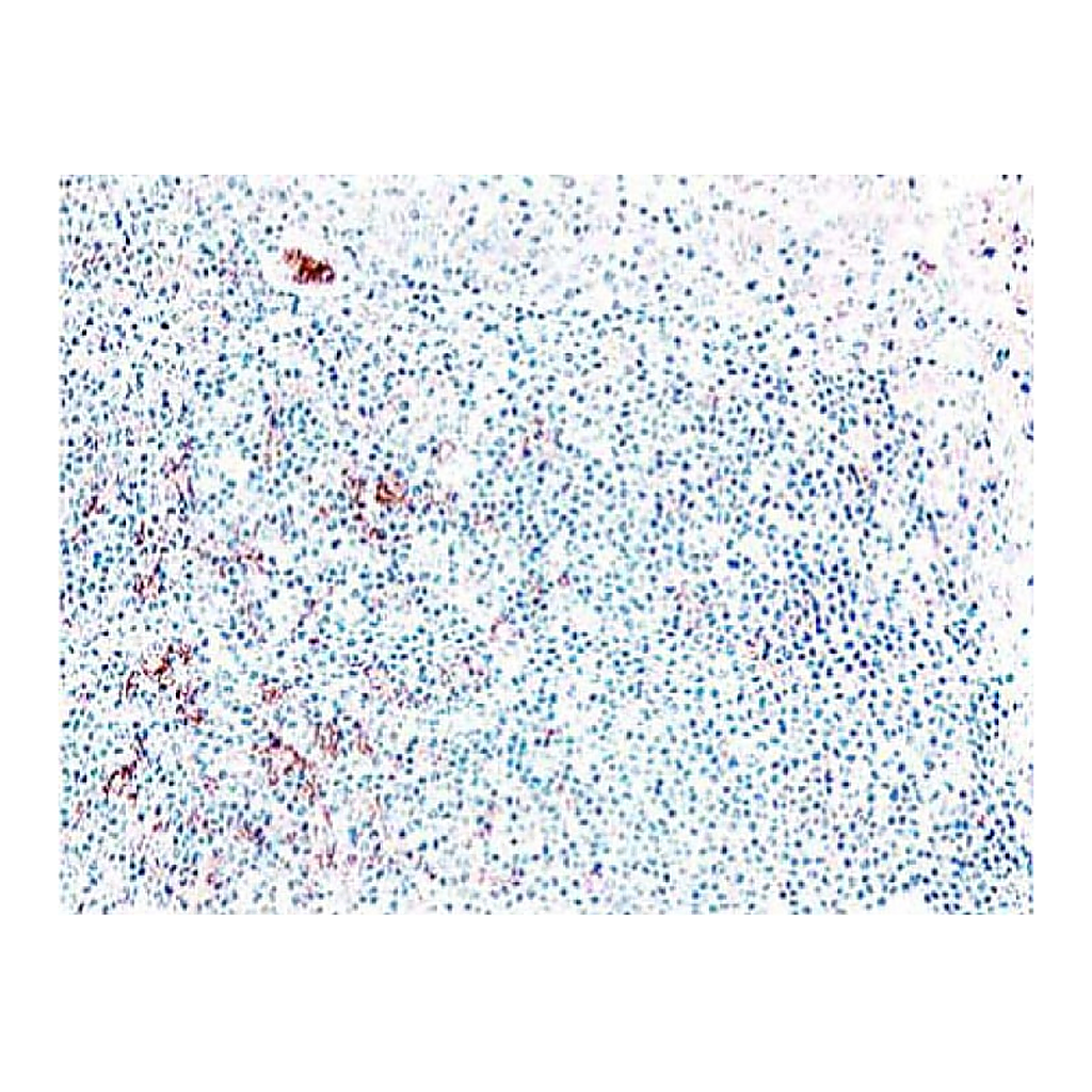 BD Purified Rabbit Anti-Human CD88