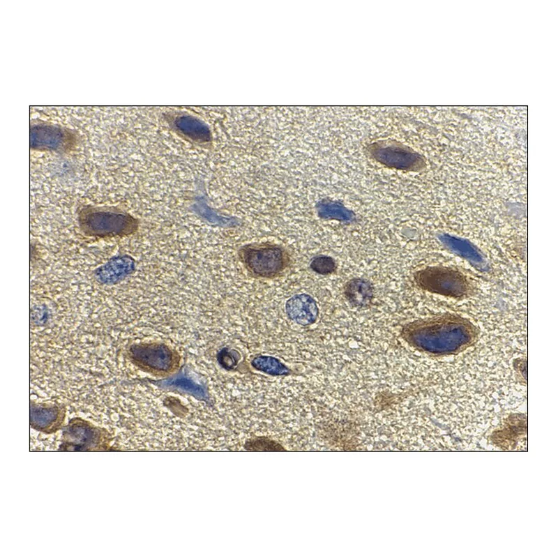 Merck Anti-Adiponectin (ab1) antibody produced in rabbit