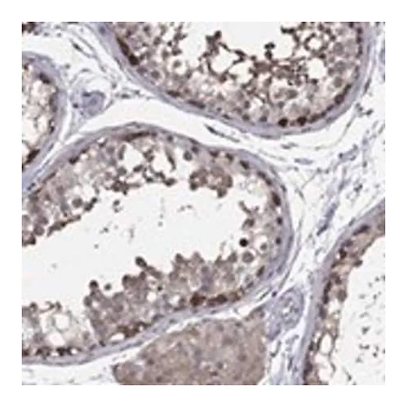 Merck Anti-PDZD2 antibody produced in rabbit