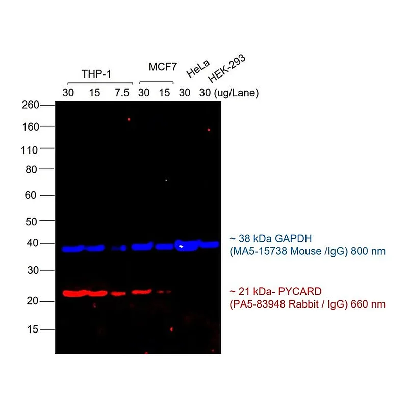 Thermo Fisher Scientific Goat anti-Rabbit IgG (H+L) Cross-Adsorbed Secondary Antibody, Alexa Fluor 660