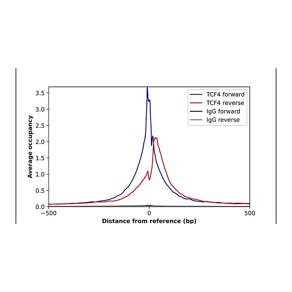 Merck Anti-TCF4 antibody produced in rabbit