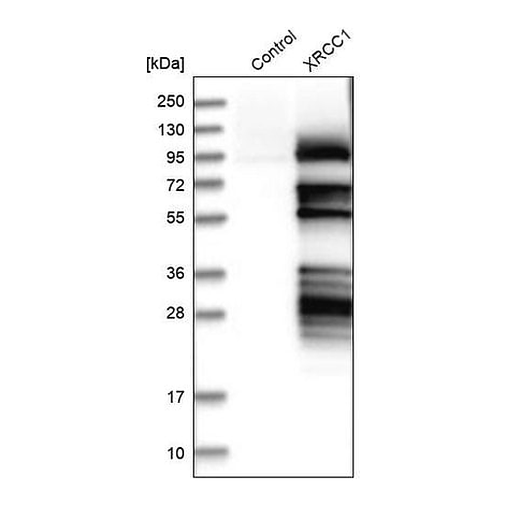 Merck Anti-XRCC1 antibody produced in rabbit