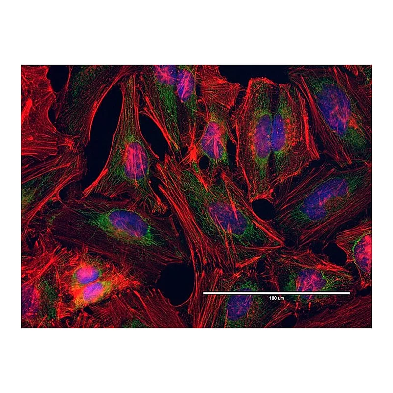 Thermo Fisher Scientific Goat anti-Mouse IgG (H+L) Highly Cross-Adsorbed Secondary Antibody, FITC