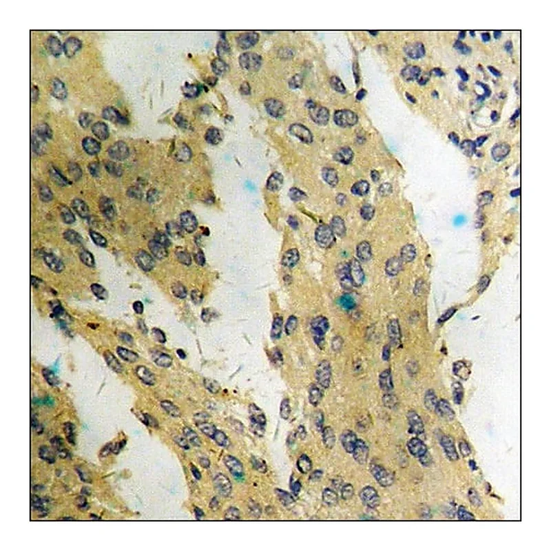 Merck Anti-phospho-mTOR (pSer2448) antibody produced in rabbit