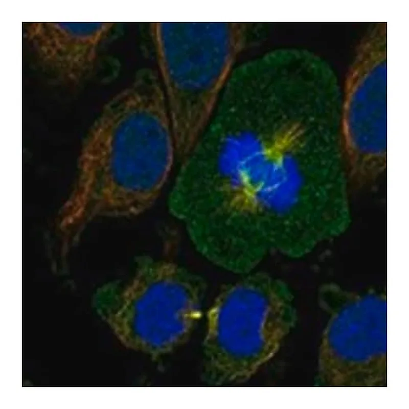 Merck Anti-OTUD7B antibody produced in rabbit