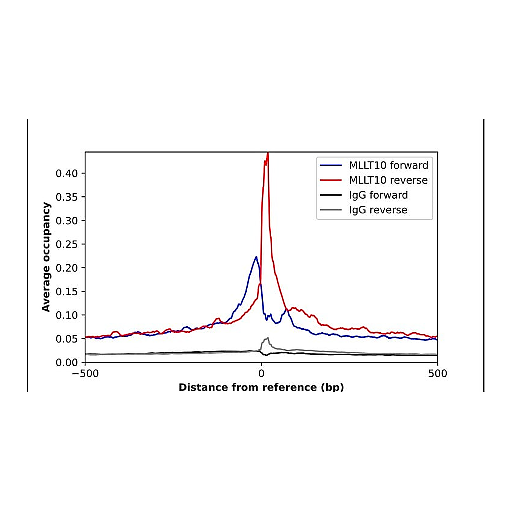 Merck Anti-MLLT10 antibody produced in rabbit