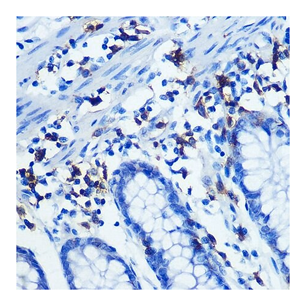 Merck Anti-CD3H antibody produced in rabbit