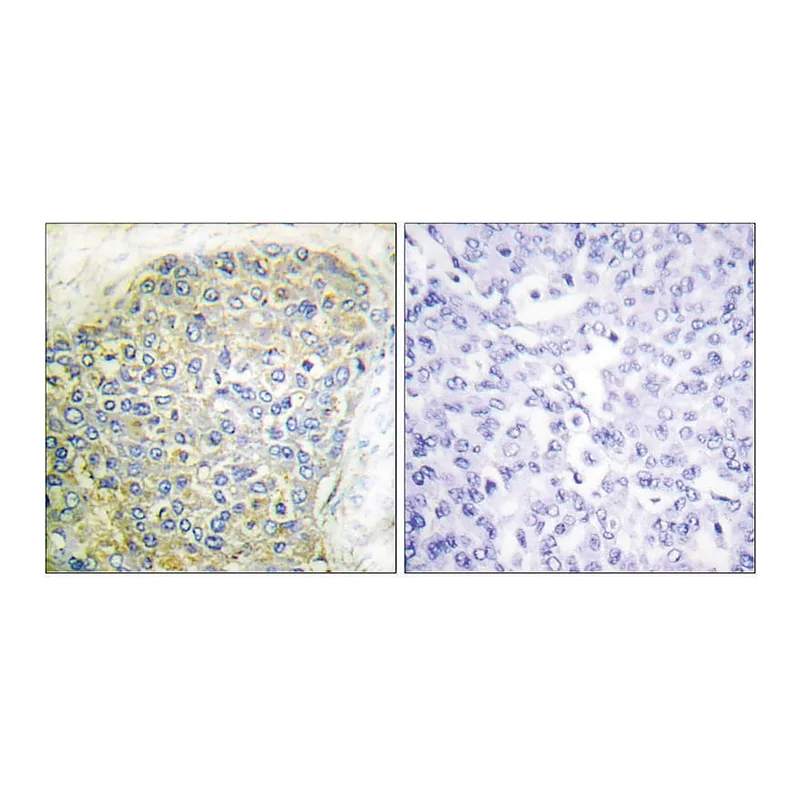 Merck Anti-HSL antibody produced in rabbit