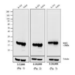Thermo Fisher Scientific Goat anti-Mouse IgG (H+L) Secondary Antibody, Biotin