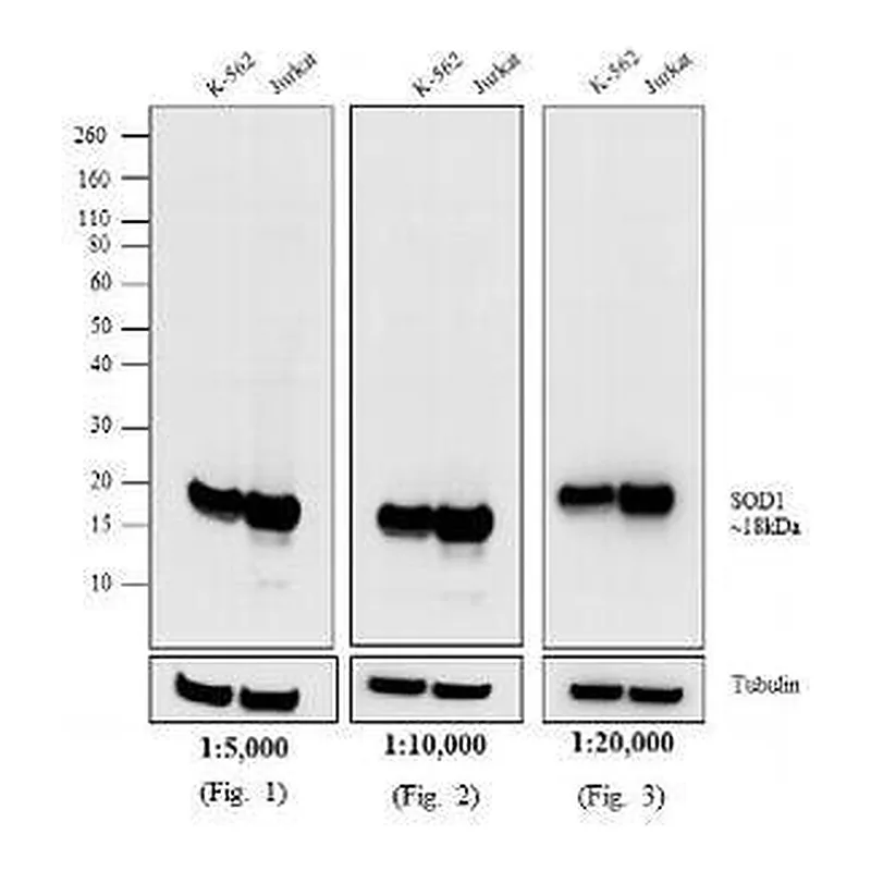 Thermo Fisher Scientific Goat anti-Mouse IgG (H+L) Secondary Antibody, Biotin