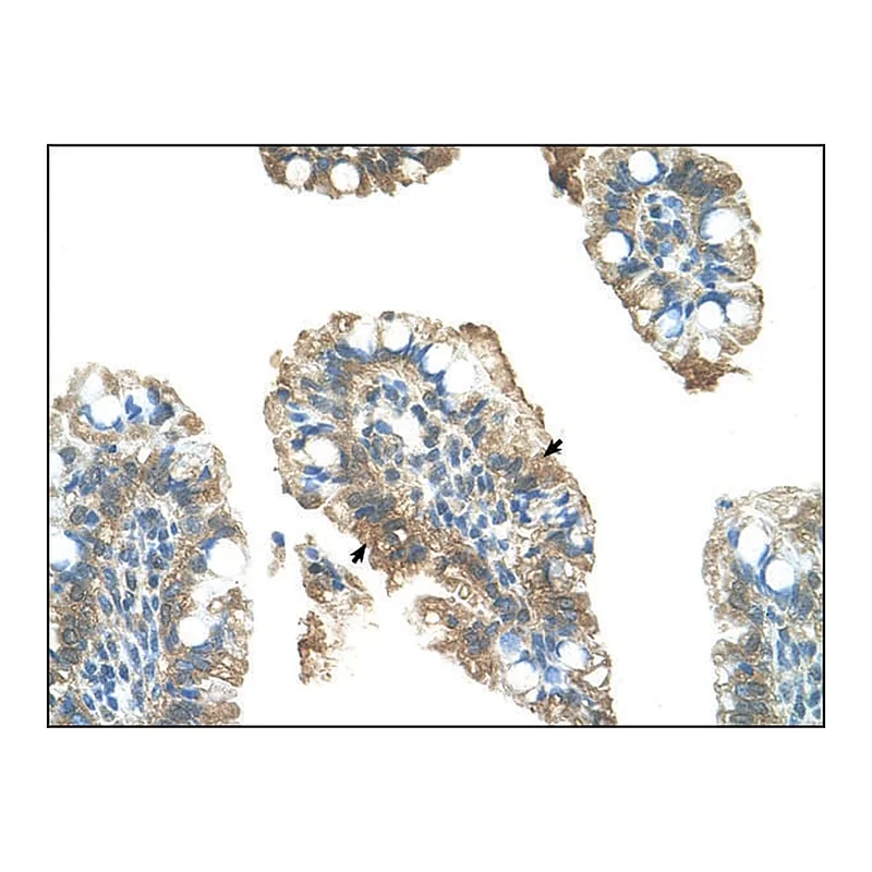 Merck Anti-PARP6 antibody produced in rabbit