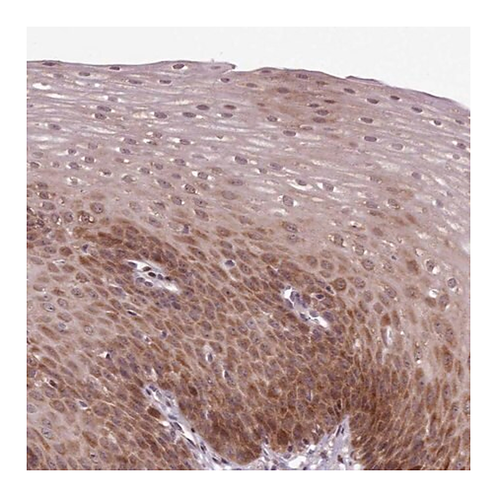 Merck Anti-ENSA antibody produced in rabbit