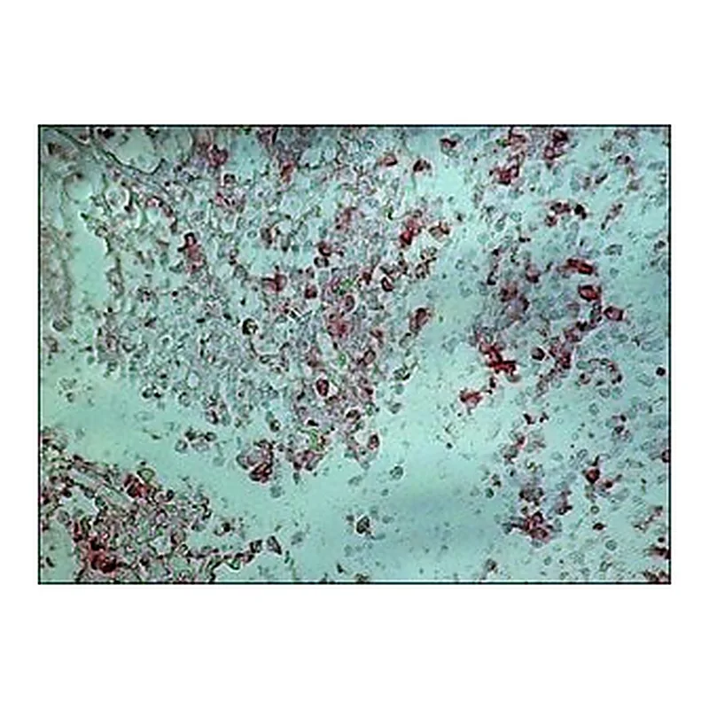 Merck ANTI-GOAT IGG (WHOLE MOLECULE)