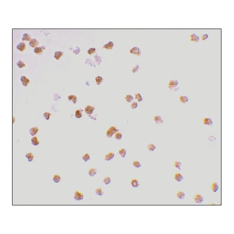 Merck Anti-TLR7 antibody produced in rabbit