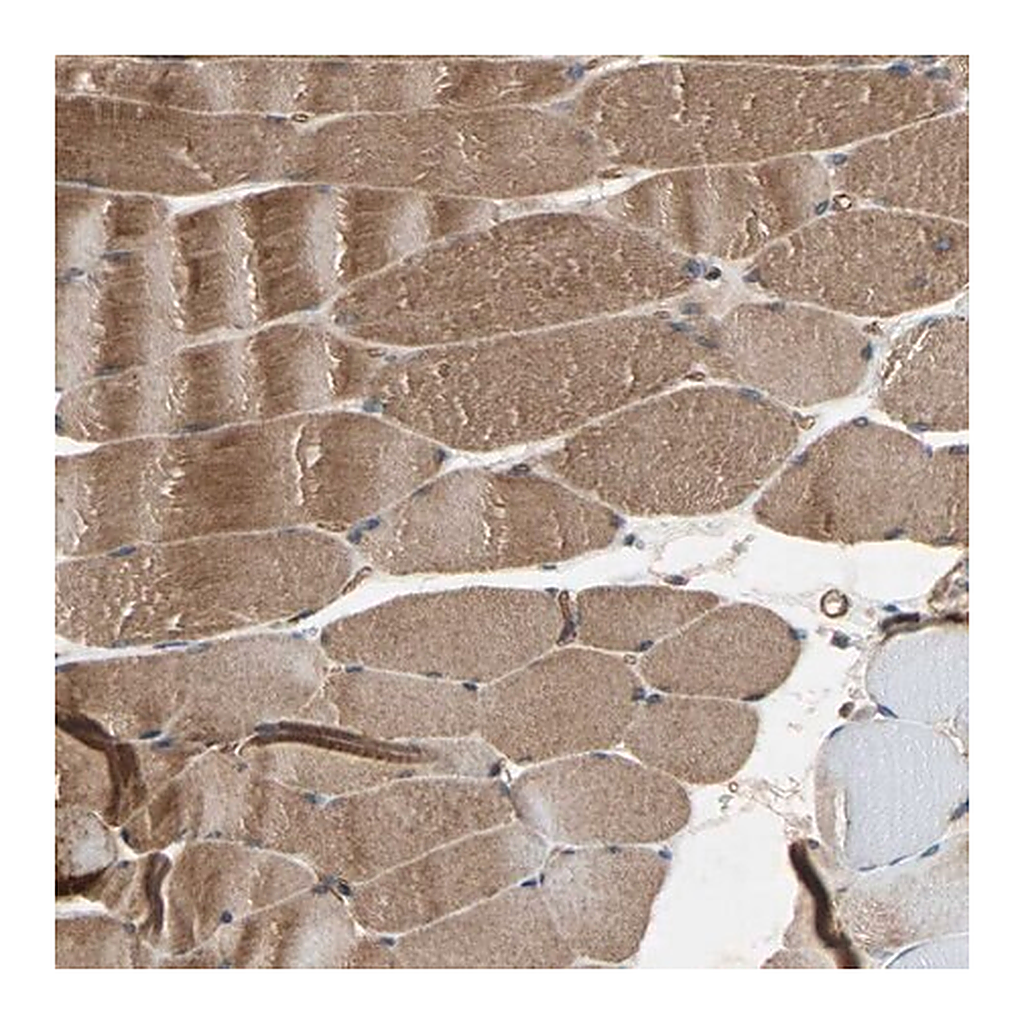 Merck Anti-XYLT1 antibody produced in rabbit