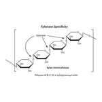 Merck Xylanase from Trichoderma viride