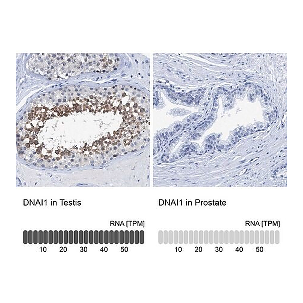 Merck Anti-DNAI1 antibody produced in rabbit