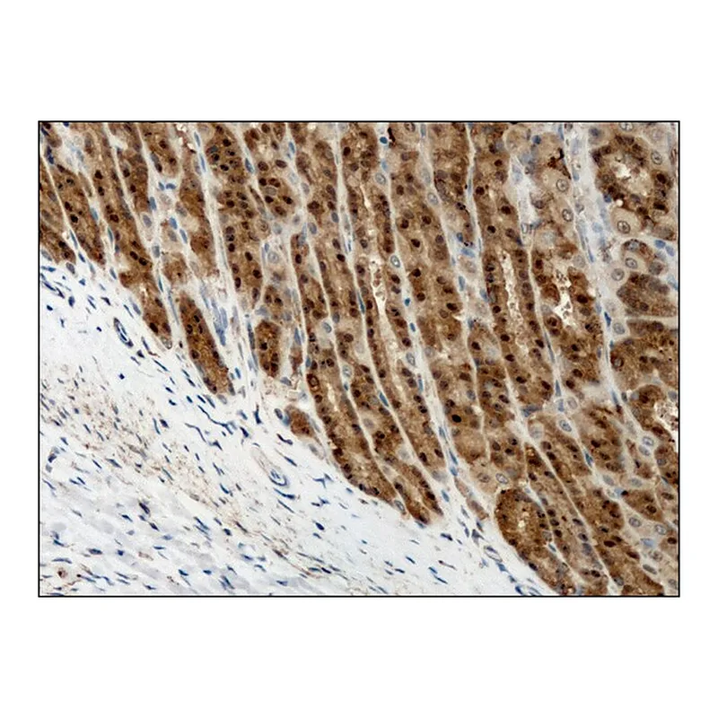 Merck Anti-Destrin/ADF (GV-13) antibody produced in rabbit
