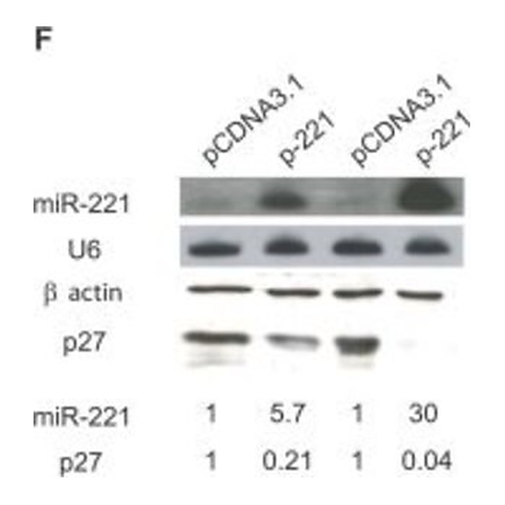 Merck ANTI-ACTIN ANTIBODY PRODUCED IN RABBIT