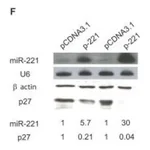 Merck ANTI-ACTIN ANTIBODY PRODUCED IN RABBIT
