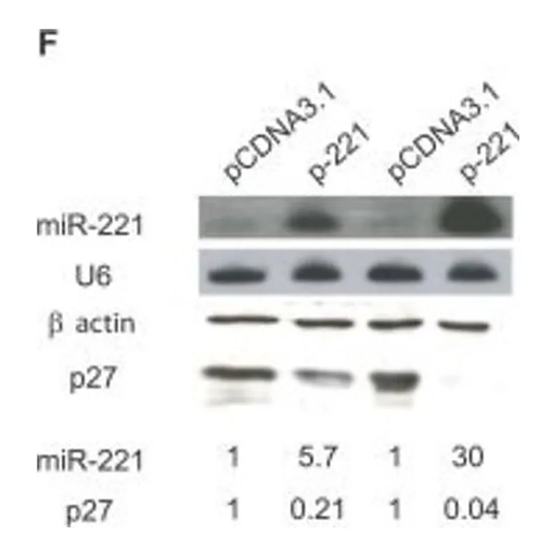 Merck ANTI-ACTIN ANTIBODY PRODUCED IN RABBIT