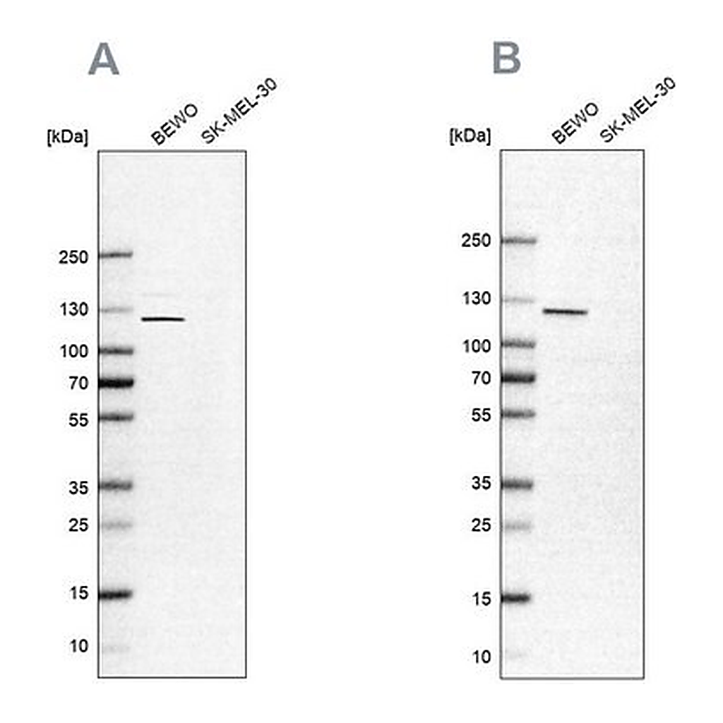 Merck Anti-NLRP2 antibody produced in rabbit