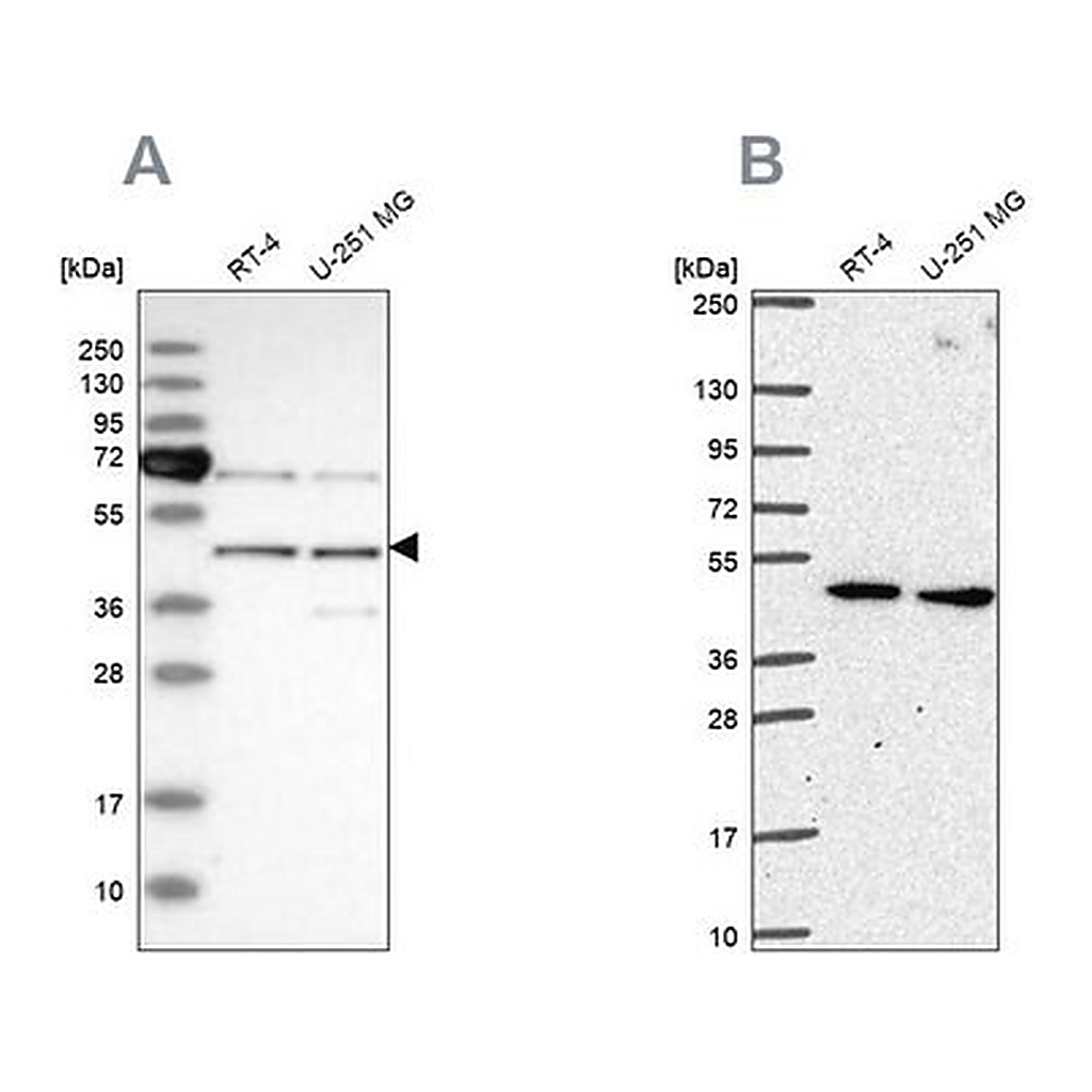 Merck Anti-SLC25A24 antibody produced in rabbit