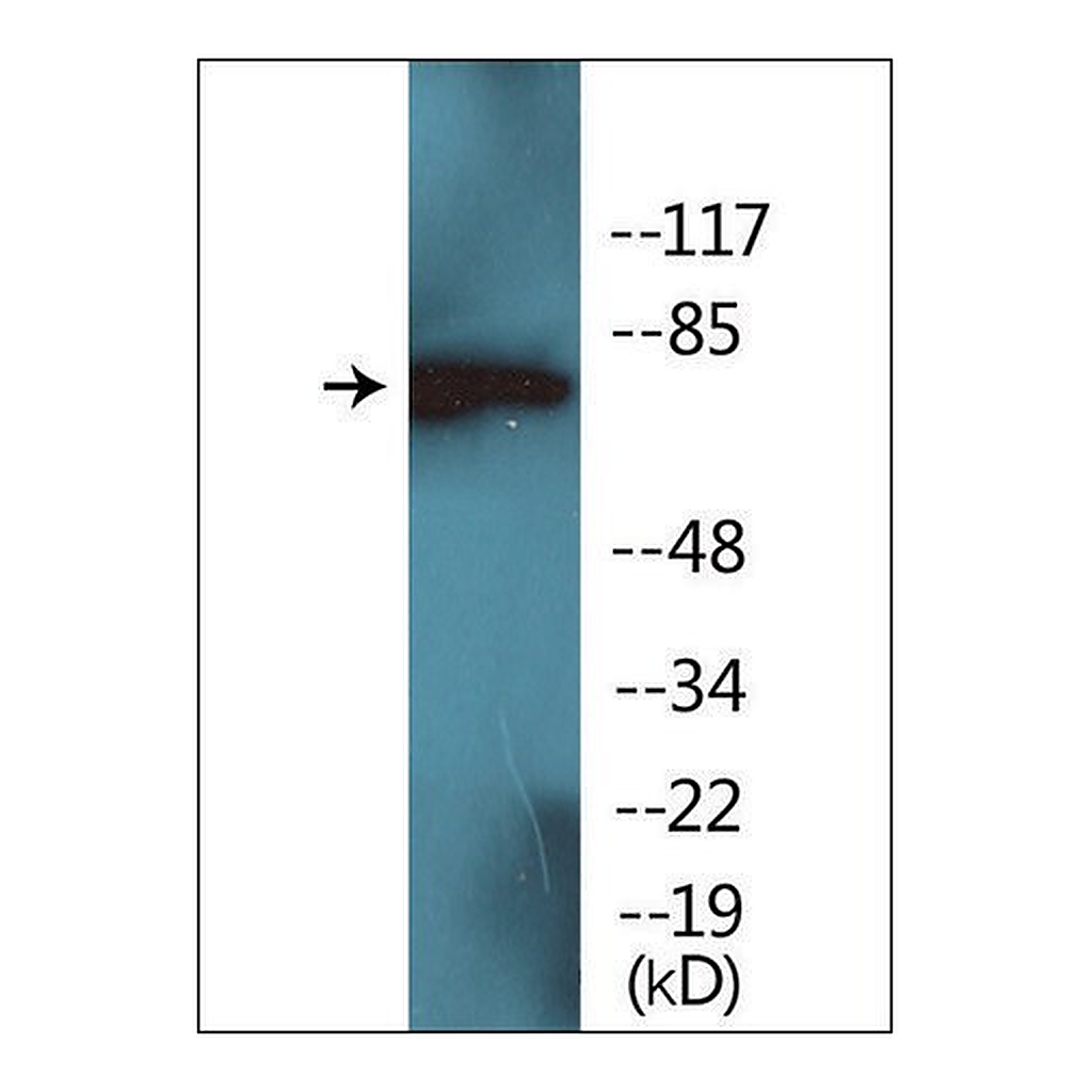 Merck Anti-phospho-PKC delta (pTyr52) antibody produced in rabbit