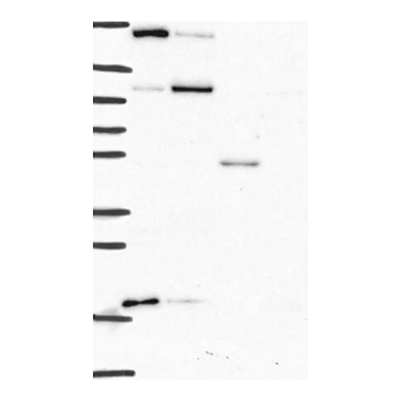 Merck Anti-CTSA antibody produced in rabbit