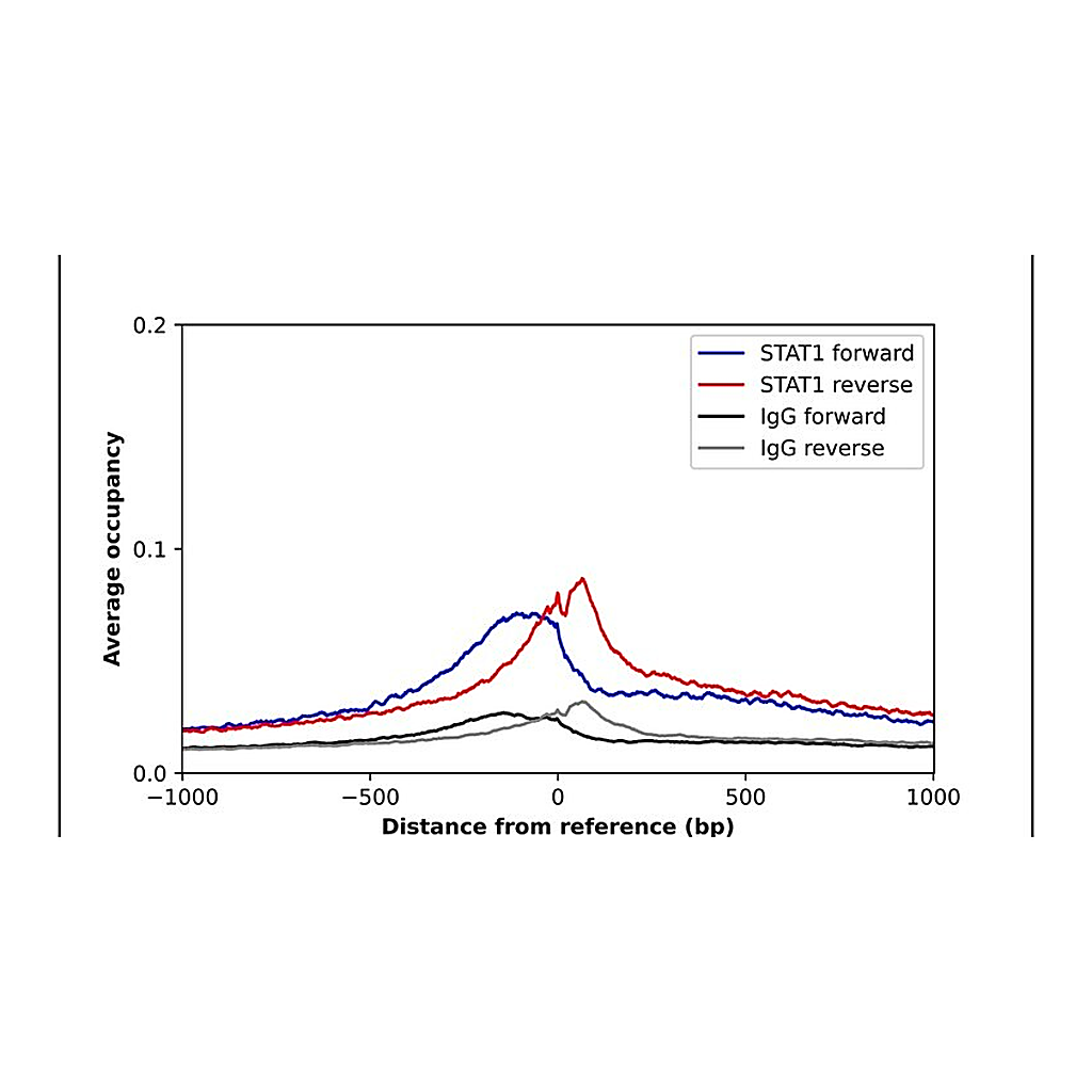 Merck Anti-STAT1 antibody produced in rabbit