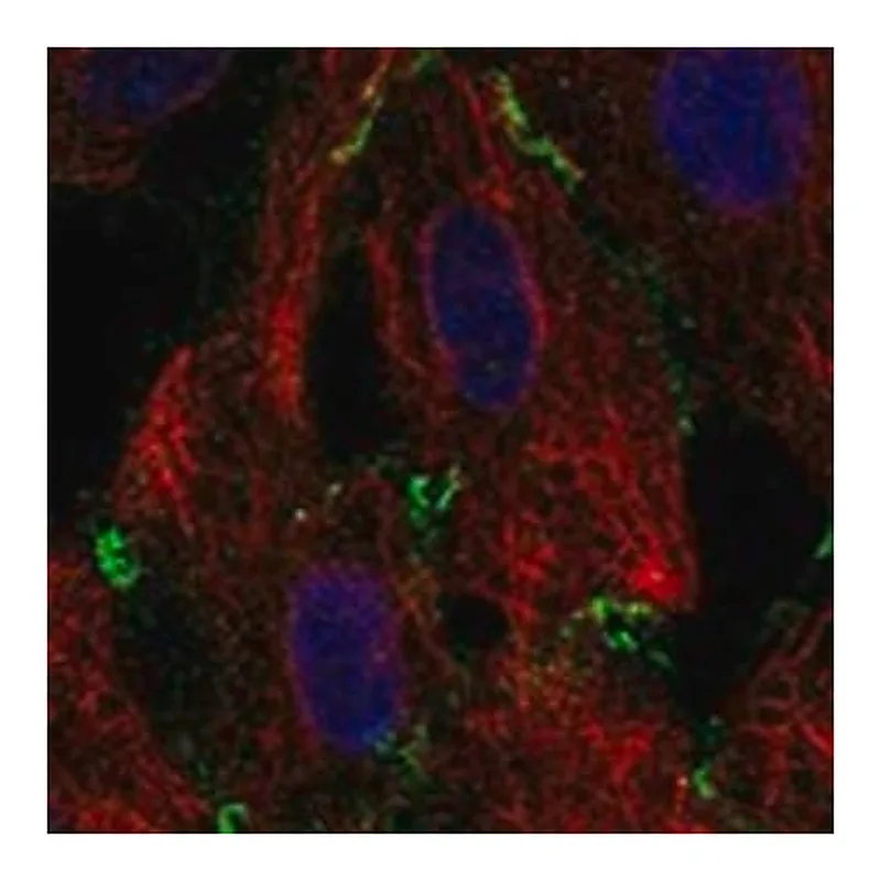 Merck Anti-ABCC1 antibody produced in rabbit
