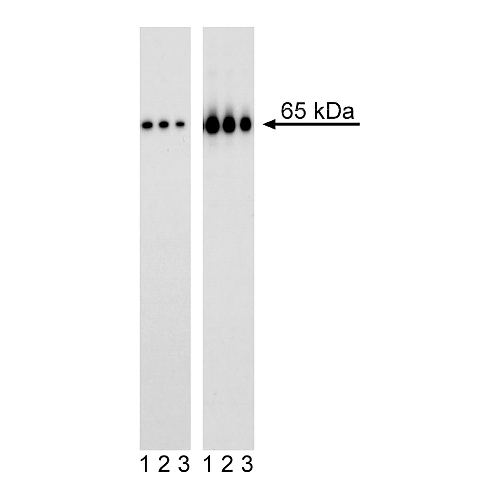 BD Purified Mouse anti-NF-κB p65 (pS529)