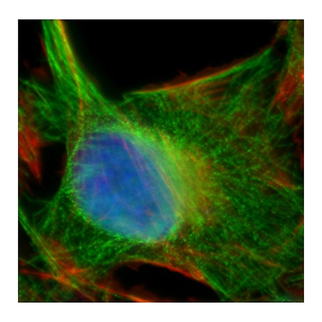 Thermo Fisher Scientific Rabbit anti-Mouse IgG (H+L) Superclonal Secondary Antibody, Alexa Fluor 488
