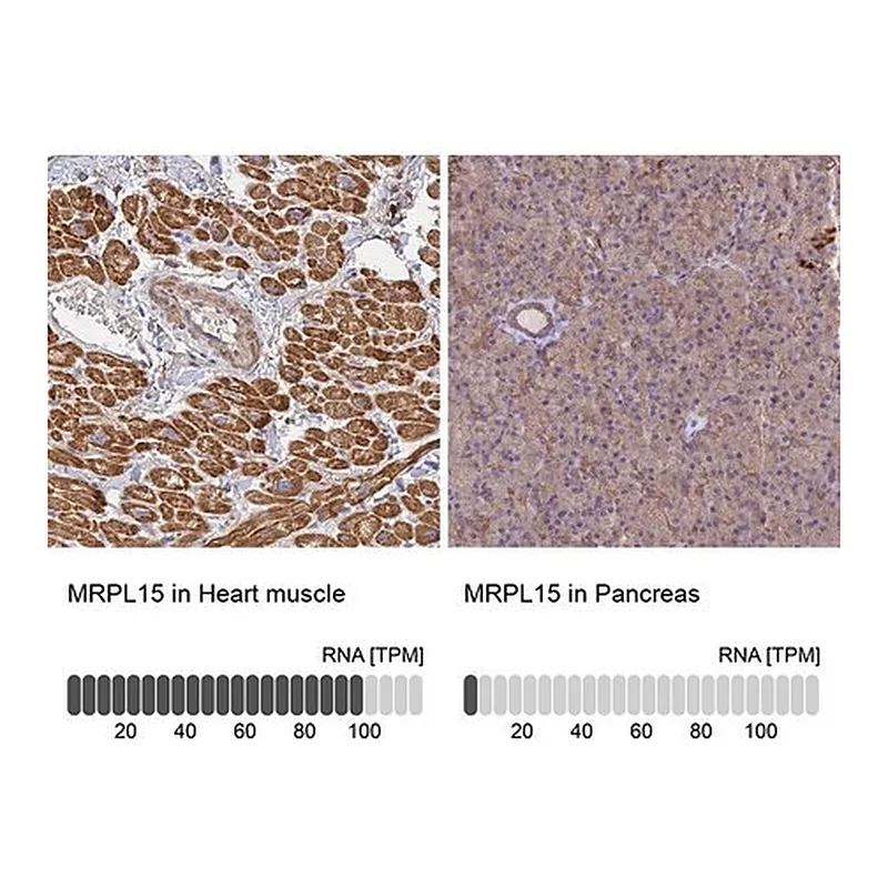 Merck Anti-MRPL15 antibody produced in rabbit