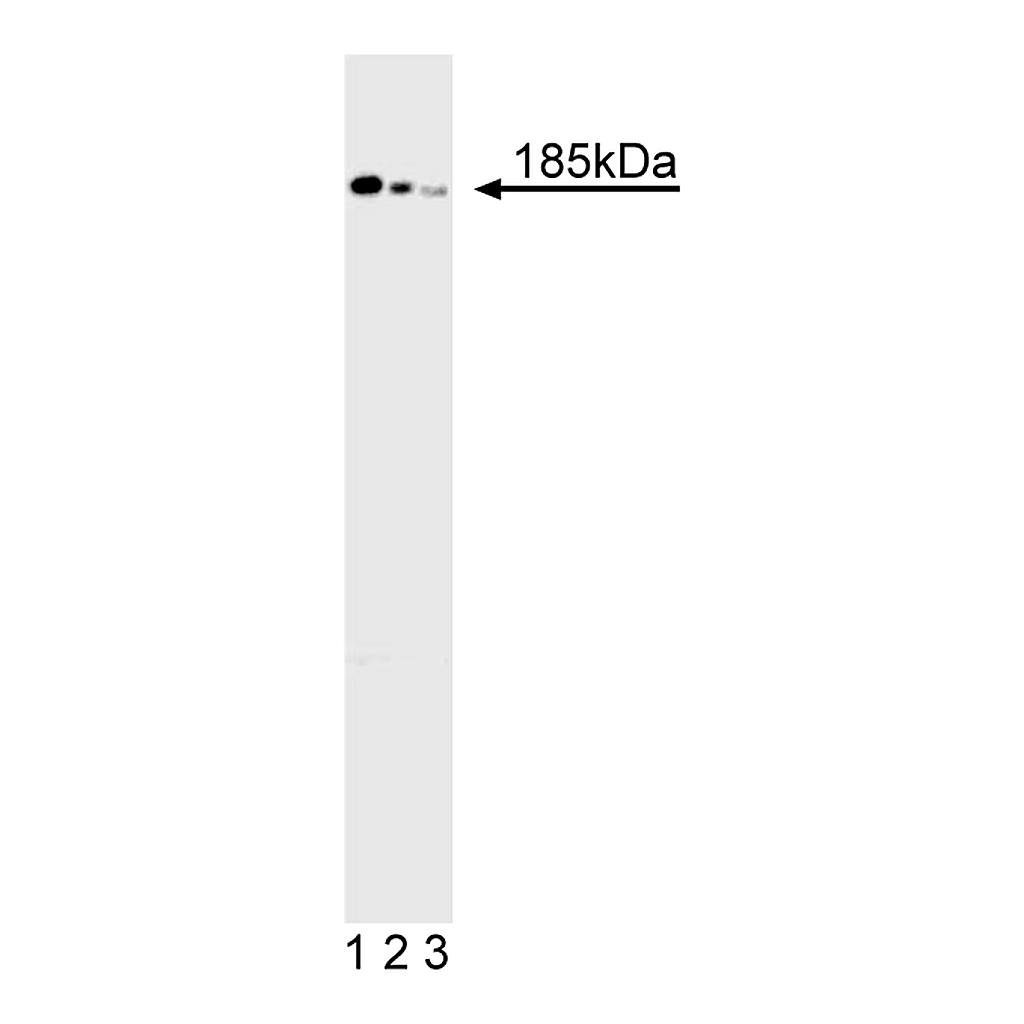 BD Purified Mouse Anti-Human DCC