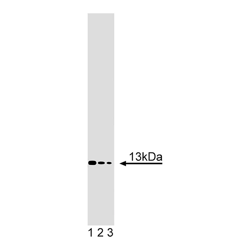 BD Purified Mouse Anti-Acid Ceramidase