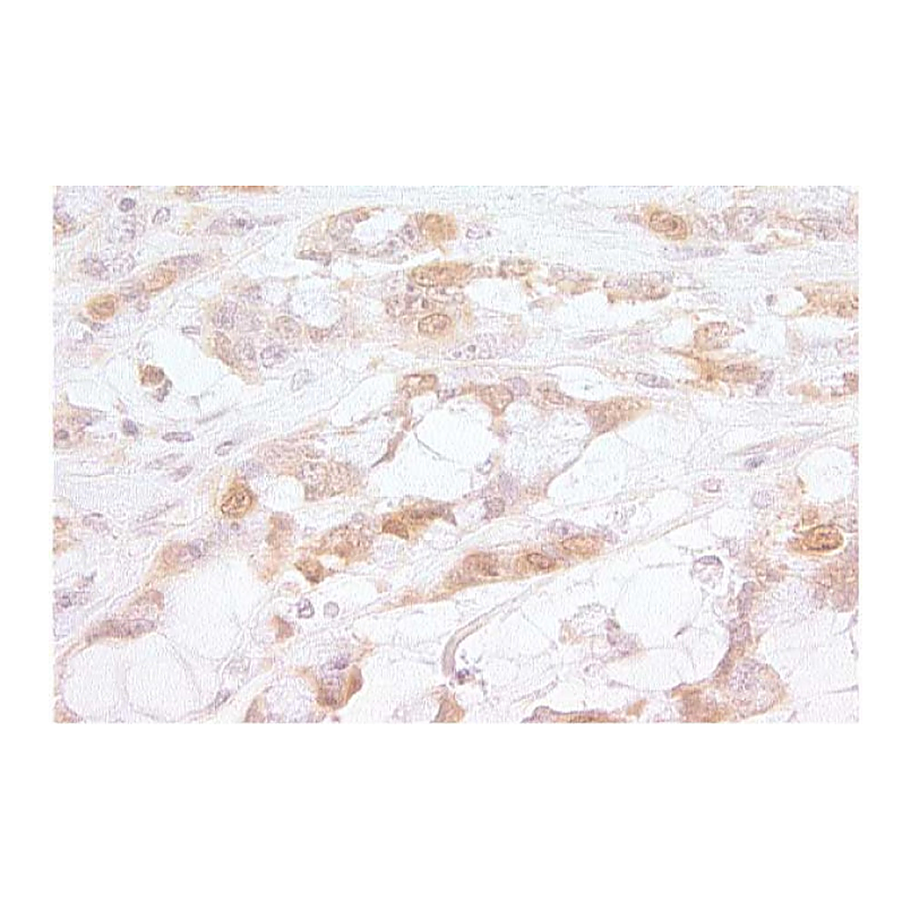 BD Purified Mouse Anti-Human p16