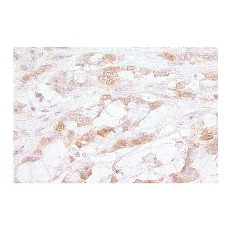 BD Purified Mouse Anti-Human p16