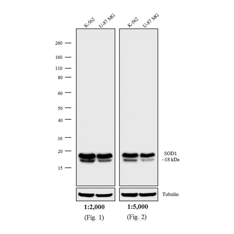 Thermo Fisher Scientific Donkey anti-Mouse IgG (H+L) Secondary Antibody, Biotin